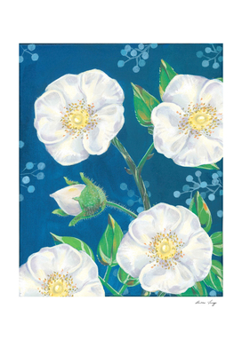 White Roses from Shimoda