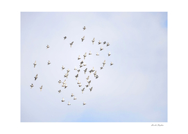 Flock of pigeon flying on blue sky background