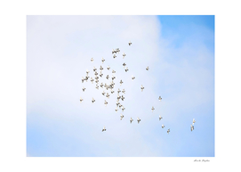 Flock of pigeon flying on blue sky background