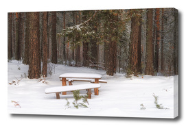 Bench in winter forest