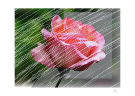 rose and rain
