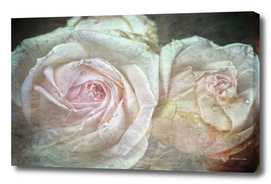 Shabby and Vintage English Roses