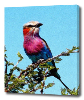 BIRD BEAUTY - LILAC BREASTED ROLLER