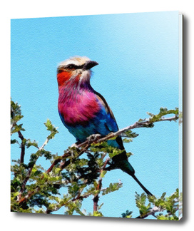BIRD BEAUTY - LILAC BREASTED ROLLER