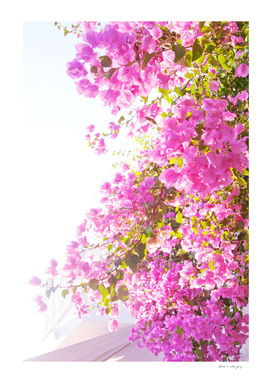 Santorini Pink Flower Dream #1 #wall #art