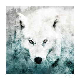 The Tenderness Of Wolves // Teenage Kicks Edit