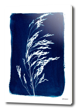 Floral cyanotype