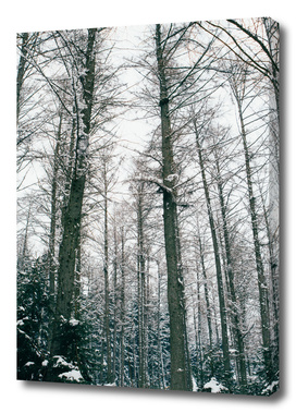 Winter Forest I