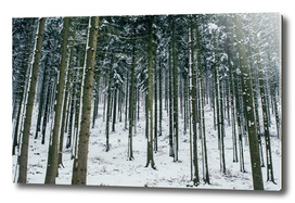 Winter Forest II