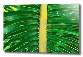 green coconut leaf