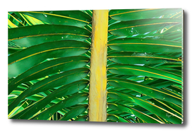 green coconut leaf