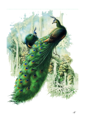 Peafowl green watercolor Painting animals peacock bird