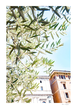 Green Olive Leaves in Rome #1 #wall #art