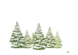 pine trees pour with snow