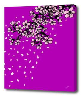 shower of falling cherry blossom petals