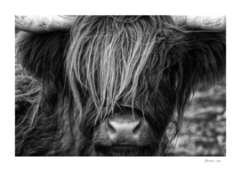 Scottish Highland Cow - Scotland