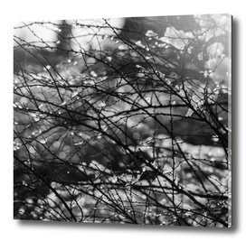 Winter garden black and white photo