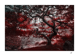 tree red nature abstract mood