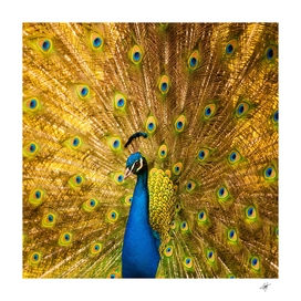 Beautiful Bird blue yellow peacock Animals
