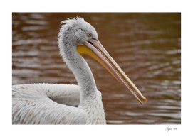 Pelican Portrait - Pelecanus