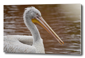 Pelican Portrait - Pelecanus