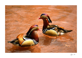 Mandarin Ducks - Aix galericulata
