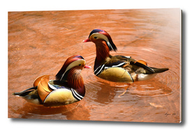 Mandarin Ducks - Aix galericulata