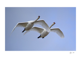 Swans in Flight - Cygnus olor, Mute Swans