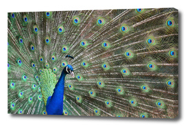 Peacock Fan Tail - Pavo cristatus