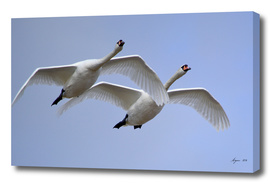 Swans in Flight - Cygnus olor, Mute Swans