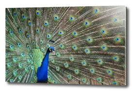 Peacock Fan Tail - Pavo cristatus