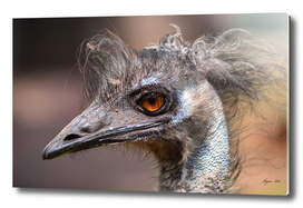 Bad Hair Day! Emu ruffled! - Dromaius novaehollandiae