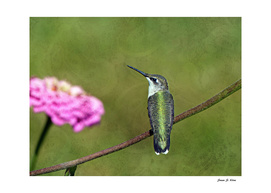 Hummingbird and Zinnia