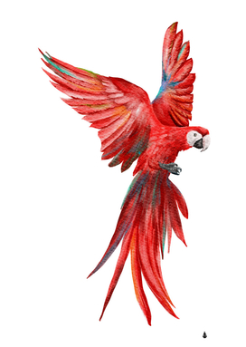 Scarlet Macaw Parrot Fly Bird Animal