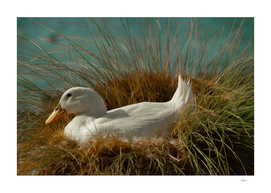 Nesting Ducky