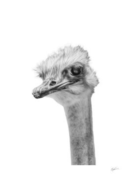 Ostrich - whats up?
