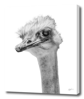 Ostrich - whats up?