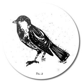 Fig.2 Broken Sparrow
