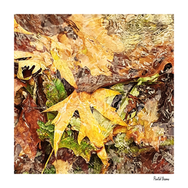 Fallen leaves floating in the river,3, (Set of 3), fall