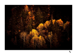 Autumn Fall Foliage Forest Trees Woods Nature