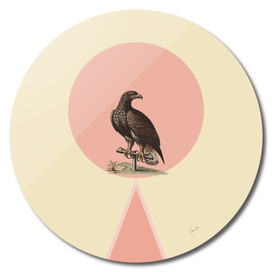 Bird in pink circle