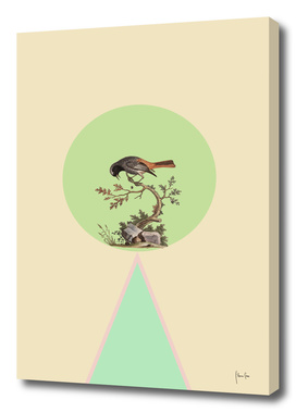 Bird with turquoise triangle
