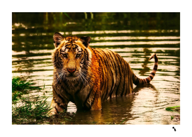 Tiger Animal Wildlife Predator Lake Water Nature