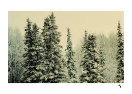 Winter Snow Frost Landscape Forest Trees Woods