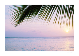Caribbean Sunset Ocean Palm Dream 4 #tropical #beach #wall