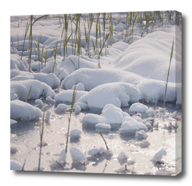 Grass peeking out of white snow