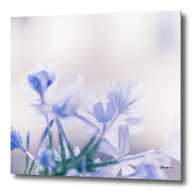 Blue jasmine flower