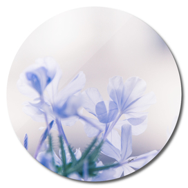 Blue jasmine flower