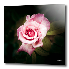 Lone pink rose in a spring garden