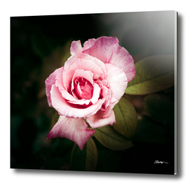 Lone pink rose in a spring garden